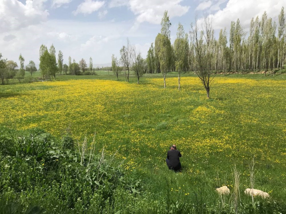 BAYBURT'UN SÖĞÜTLÜ KÖYÜNDE BAHARIN GELMESİYLE BİRLİKTE TARLALARDA AÇAN KANOLALAR GÖRSEL ŞÖLEN OLUŞTURDU