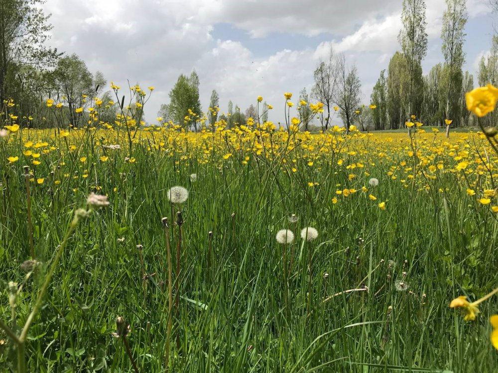 BAYBURT'UN SÖĞÜTLÜ KÖYÜNDE BAHARIN GELMESİYLE BİRLİKTE TARLALARDA AÇAN KANOLALAR GÖRSEL ŞÖLEN OLUŞTURDU