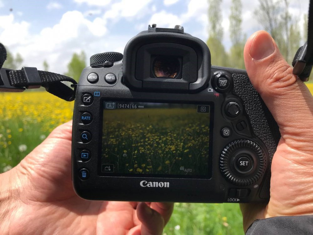 BAYBURT'UN SÖĞÜTLÜ KÖYÜNDE BAHARIN GELMESİYLE BİRLİKTE TARLALARDA AÇAN KANOLALAR GÖRSEL ŞÖLEN OLUŞTURDU