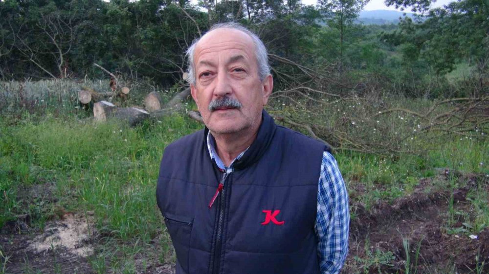 İLGİNÇ HIRSIZLIK: 150 YILLIK ÇINAR AĞAÇLARINI ÇALDILAR