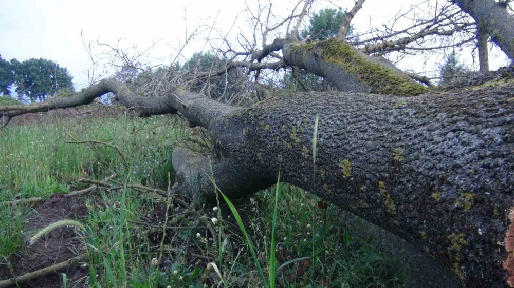 İLGİNÇ HIRSIZLIK: 150 YILLIK ÇINAR AĞAÇLARINI ÇALDILAR