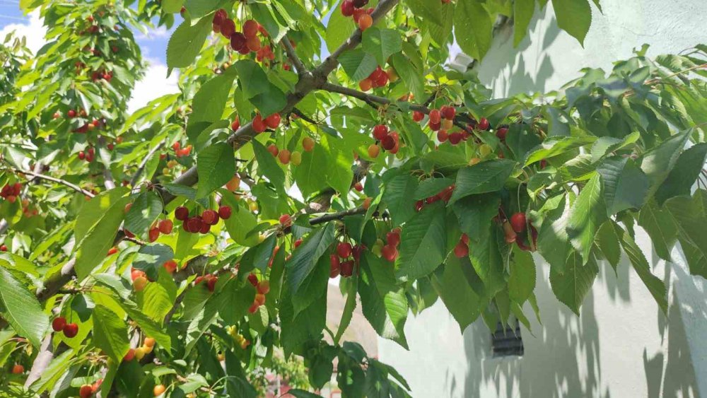 ERZURUMLU ÇİFTÇİ, UZUNDERE İLÇESİNDE HER YIL 7 TON KİRAZ ÜRETİYOR. TÜRKİYE'NİN HER YERİNDEN MÜŞTERİSİ OLAN ÇİFTÇİ MUSTAFA GÜNGÖR, YENİ SEZONUN ÜRÜNÜNÜ ALMAYA HAZIRLANIYOR