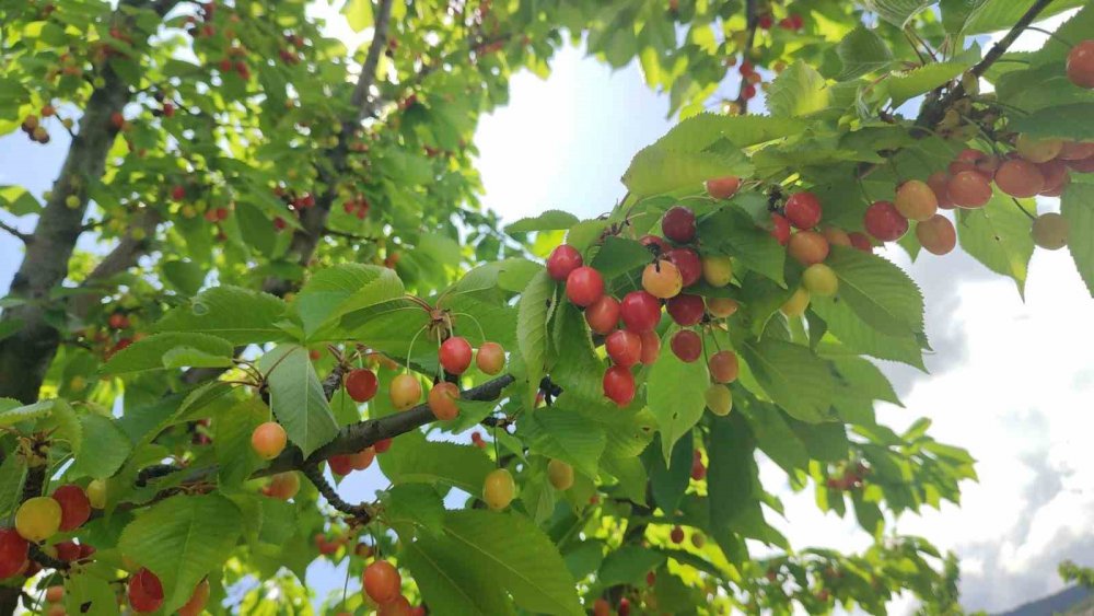 ERZURUMLU ÇİFTÇİ, UZUNDERE İLÇESİNDE HER YIL 7 TON KİRAZ ÜRETİYOR. TÜRKİYE'NİN HER YERİNDEN MÜŞTERİSİ OLAN ÇİFTÇİ MUSTAFA GÜNGÖR, YENİ SEZONUN ÜRÜNÜNÜ ALMAYA HAZIRLANIYOR