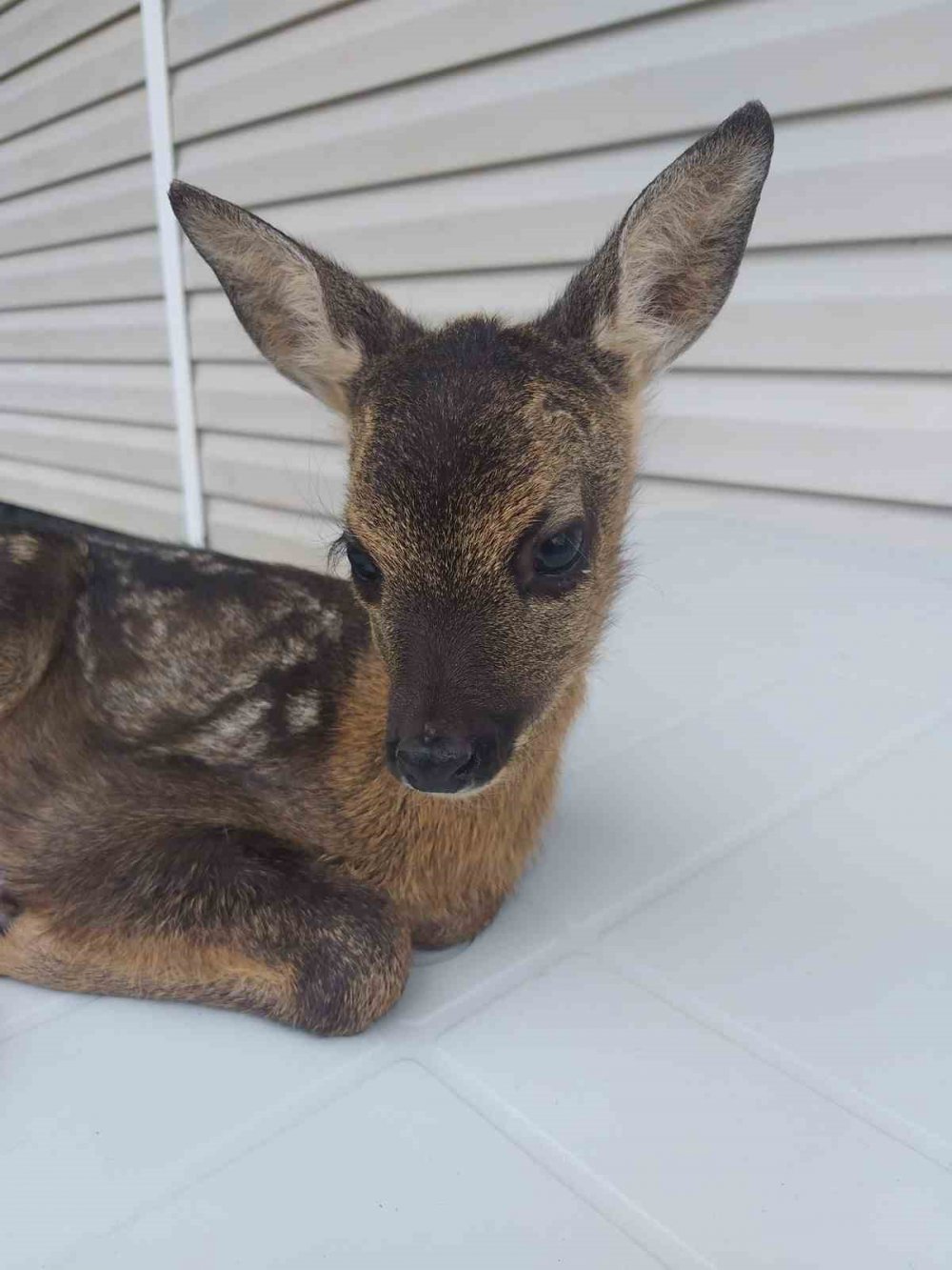 TRABZON'UN BEŞİKDÜZÜ İLÇESİ HÜNERLİ MAHALLESİNDE BİR EVİN BAHÇESİNDE BULUNAN YAVRU KARACA DOĞA KORUMA VE MİLLİ PARKLAR YETKİLİLERİNE TESLİM EDİLDİ