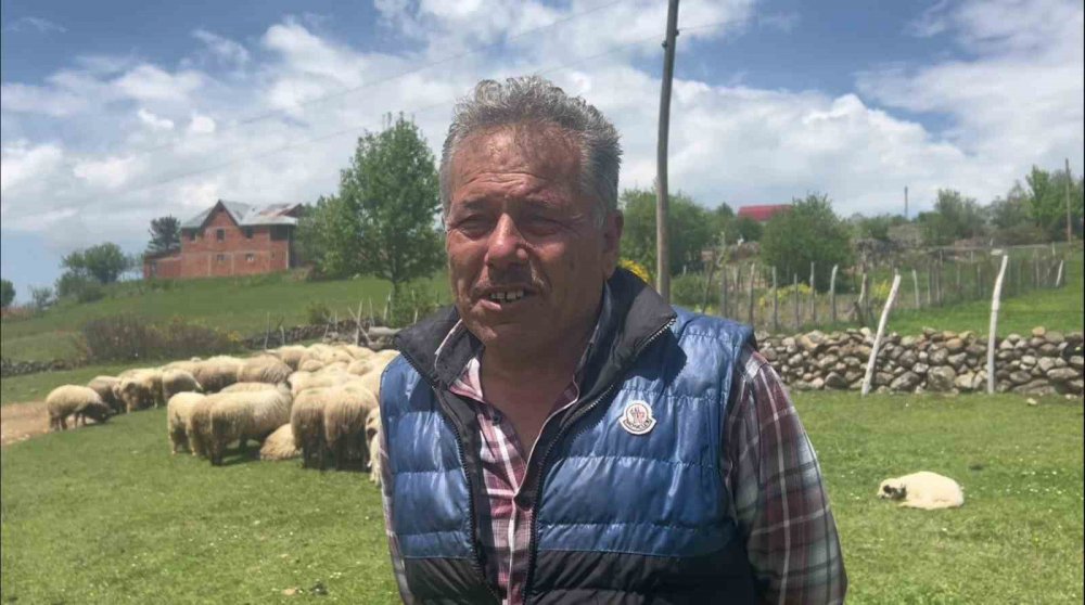 GİRESUN'UN ZENGİN BİTKİ ÖRTÜSÜNE SAHİP YAYLALARI ÇOBANLARIN YAYLAYA GETİRDİĞİ KÜÇÜK VE BÜYÜKBAŞ HAYVANLARLA ŞENLENDİ