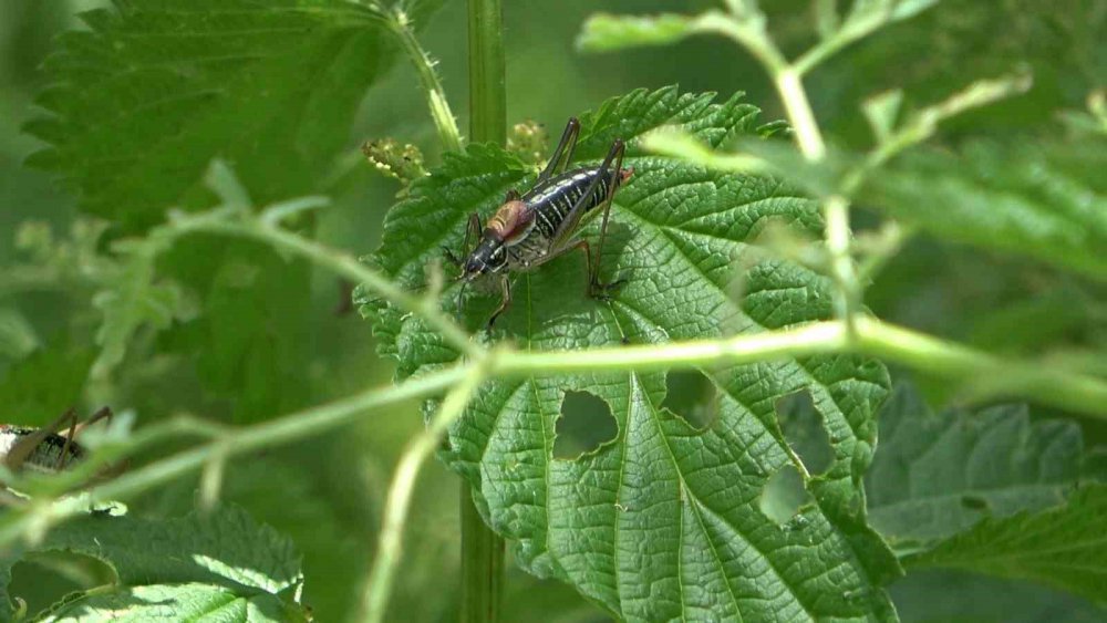 GÜMÜŞHANE'NİN ŞİRAN İLÇESİNDE ÇEKİRGELERİN İSTİLASINA UĞRAYAN ÇEVREPINAR KÖY HALKININ MAĞDURİYETİ SÜRÜYOR