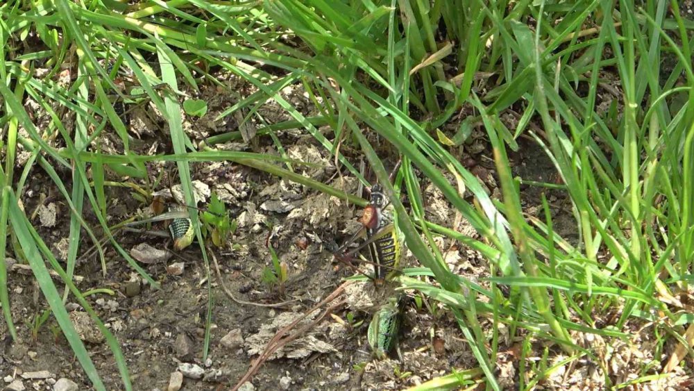 GÜMÜŞHANE'NİN ŞİRAN İLÇESİNDE ÇEKİRGELERİN İSTİLASINA UĞRAYAN ÇEVREPINAR KÖY HALKININ MAĞDURİYETİ SÜRÜYOR