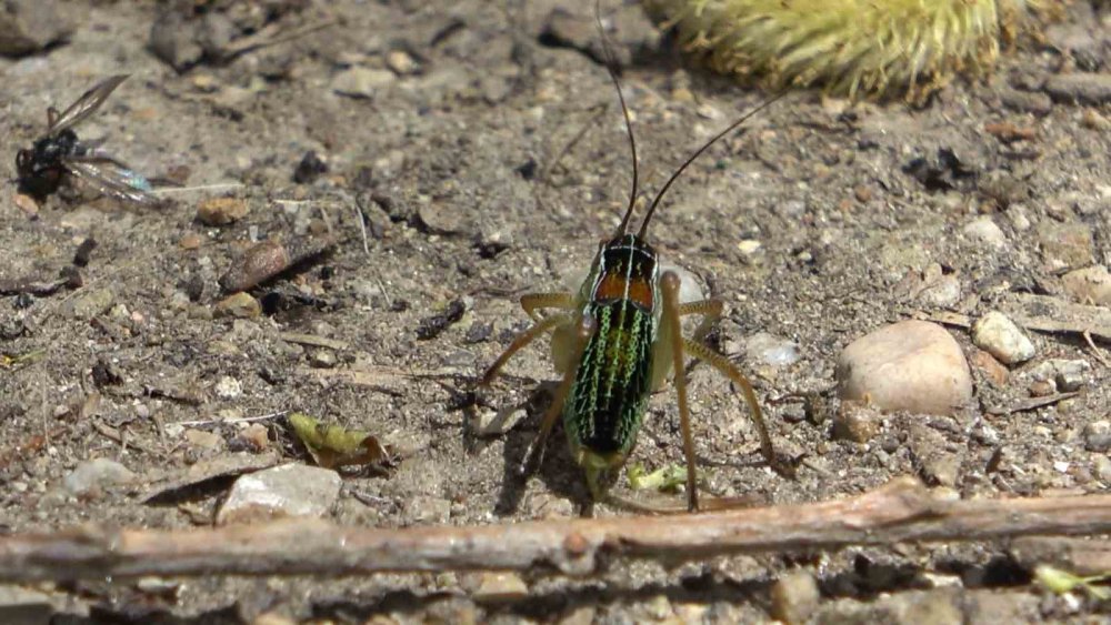 GÜMÜŞHANE'NİN ŞİRAN İLÇESİNDE ÇEKİRGELERİN İSTİLASINA UĞRAYAN ÇEVREPINAR KÖY HALKININ MAĞDURİYETİ SÜRÜYOR