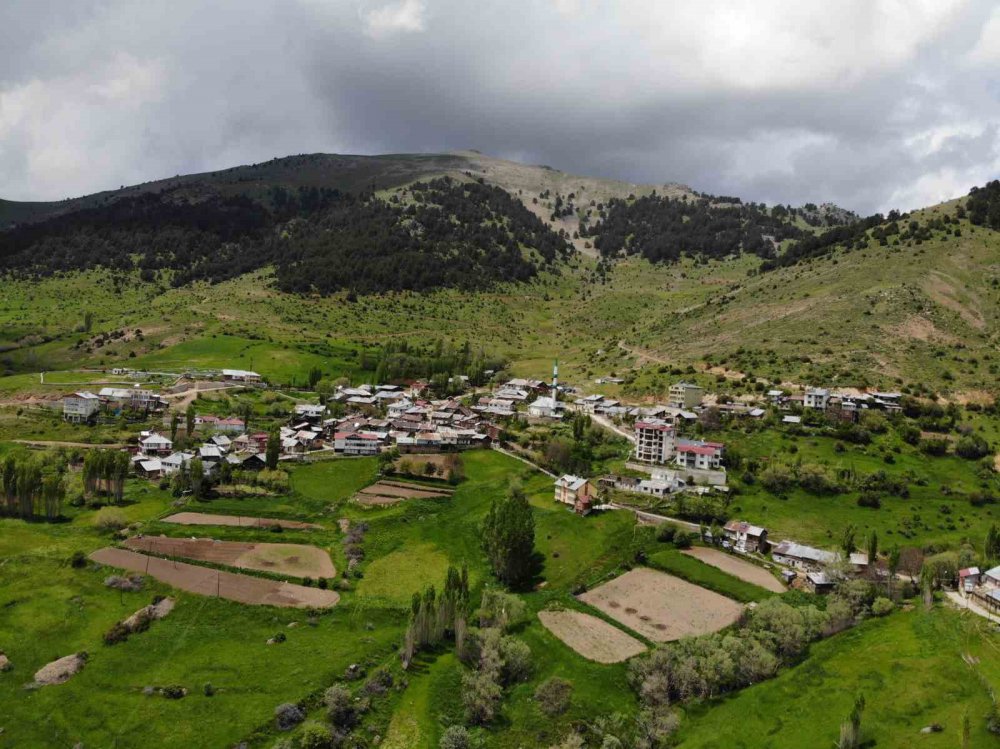 GÜMÜŞHANE'NİN ŞİRAN İLÇESİNDE ÇEKİRGELERİN İSTİLASINA UĞRAYAN ÇEVREPINAR KÖY HALKININ MAĞDURİYETİ SÜRÜYOR