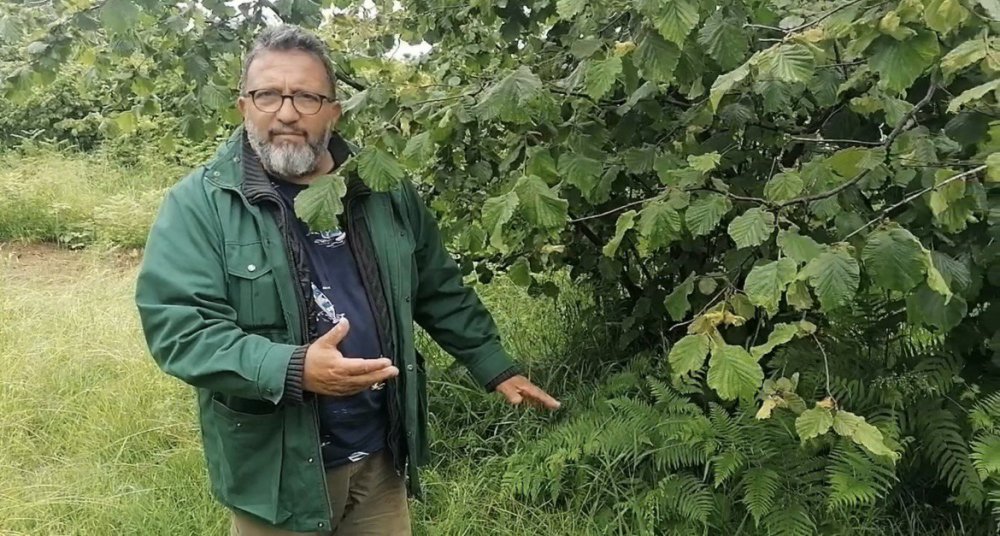 GİRESUN VE ÇEVRE İLLERDE HAVANIN SÜREKLİ KAPALI OLMASI, SON AYLARDAKİ GÜNEŞLİ GÜN SAYISINDAKİ DÜŞÜŞ VE YAĞMURUN ETKİLİ OLMASI FINDIK ÜRETİCİLERİNİ YAKLAŞAN FINDIK SEZONU ÖNCESİ KARA KARA DÜŞÜNDÜRÜYOR