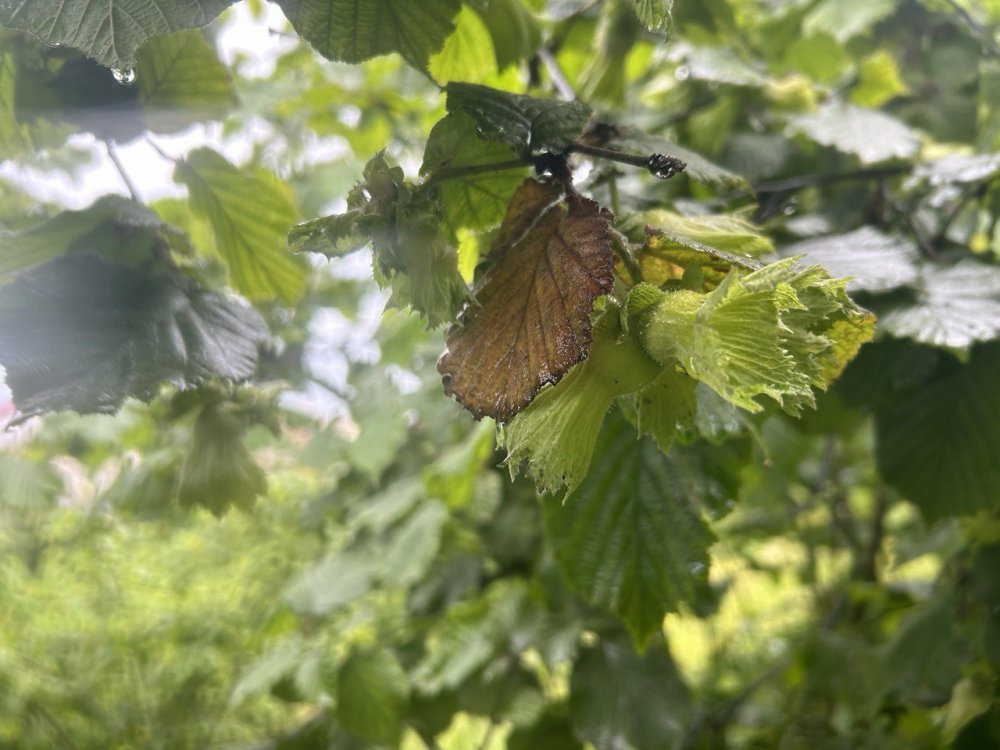 GİRESUN VE ÇEVRE İLLERDE HAVANIN SÜREKLİ KAPALI OLMASI, SON AYLARDAKİ GÜNEŞLİ GÜN SAYISINDAKİ DÜŞÜŞ VE YAĞMURUN ETKİLİ OLMASI FINDIK ÜRETİCİLERİNİ YAKLAŞAN FINDIK SEZONU ÖNCESİ KARA KARA DÜŞÜNDÜRÜYOR
