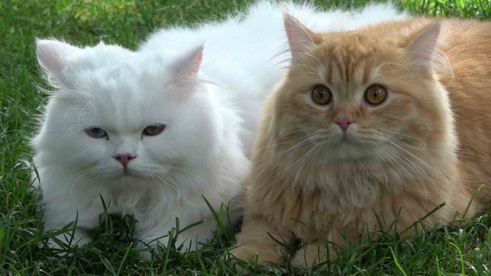 GÜMÜŞHANE'DE YAŞAYAN PAKİSTANLI BİLGİSAYAR MÜHENDİSİ LOKMAN HAMEED'İN HER GÜN OMUZUNA VE KUCAĞINA ALARAK GEZDİRDİĞİ 4 KEDİSİ KENTİN MASKOTU OLDU