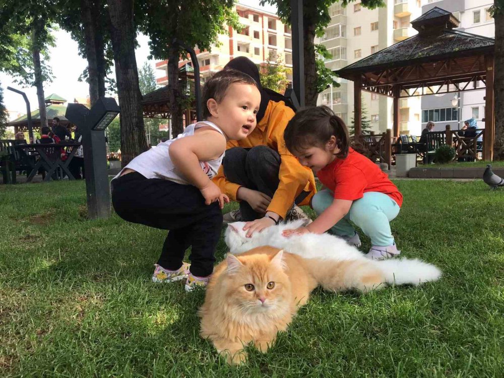 GÜMÜŞHANE'DE YAŞAYAN PAKİSTANLI BİLGİSAYAR MÜHENDİSİ LOKMAN HAMEED'İN HER GÜN OMUZUNA VE KUCAĞINA ALARAK GEZDİRDİĞİ 4 KEDİSİ KENTİN MASKOTU OLDU