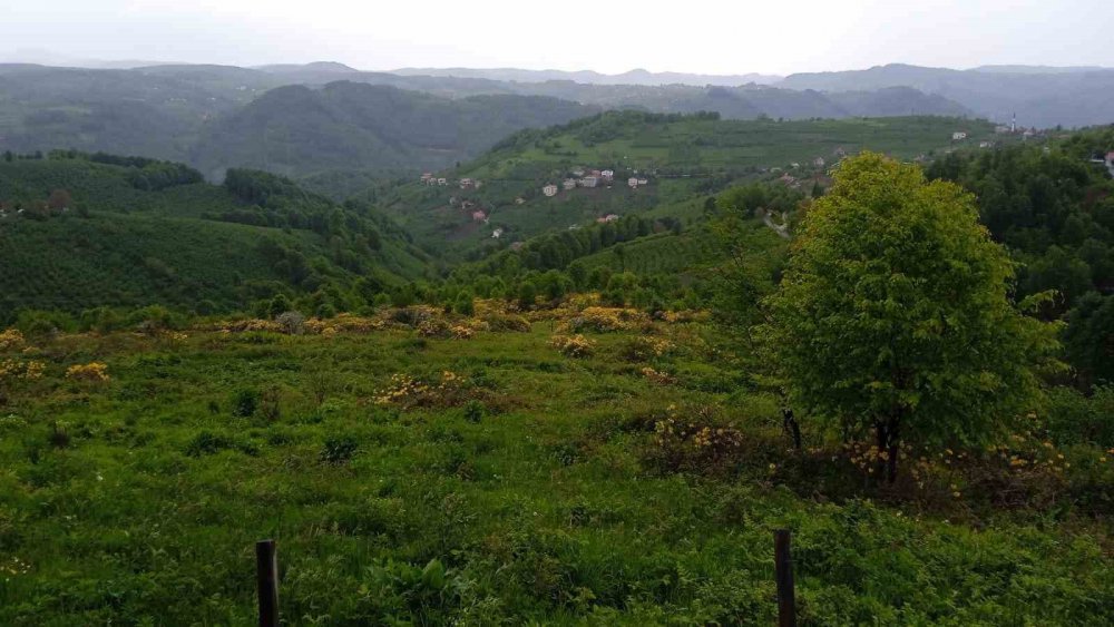 ORDU'NUN YÜKSEK KESİMLERİNDEKİ YAYLALARDA YETİŞEN SARI RENKTEKİ ORMAN GÜLLERİ, YAYLALARIN GÜZELLİKLERİNE GÜZELLİK KATTI