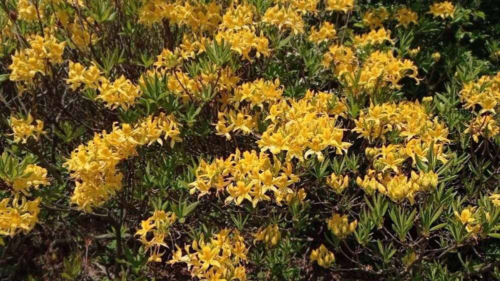 ORDU'NUN YÜKSEK KESİMLERİNDEKİ YAYLALARDA YETİŞEN SARI RENKTEKİ ORMAN GÜLLERİ, YAYLALARIN GÜZELLİKLERİNE GÜZELLİK KATTI
