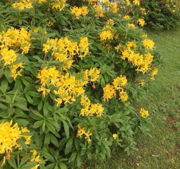 ORDU'NUN YÜKSEK KESİMLERİNDEKİ YAYLALARDA YETİŞEN SARI RENKTEKİ ORMAN GÜLLERİ, YAYLALARIN GÜZELLİKLERİNE GÜZELLİK KATTI
