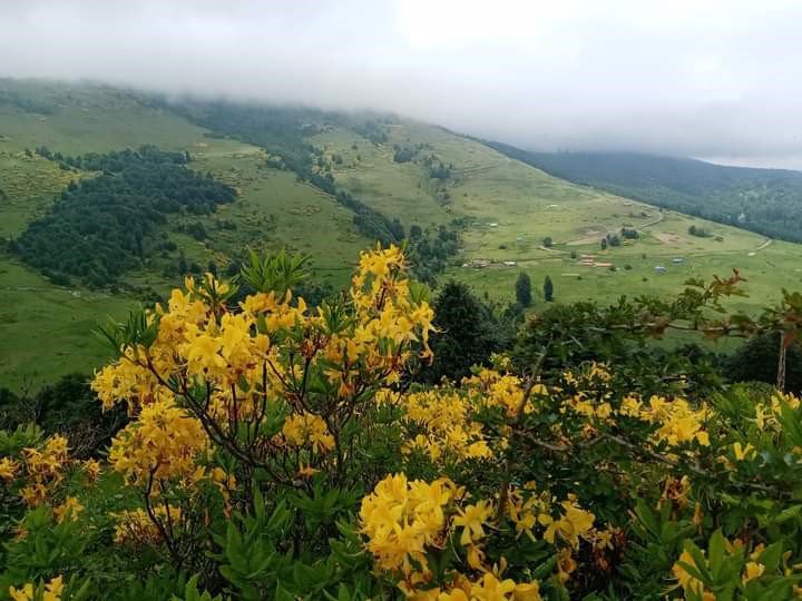 ORDU'NUN YÜKSEK KESİMLERİNDEKİ YAYLALARDA YETİŞEN SARI RENKTEKİ ORMAN GÜLLERİ, YAYLALARIN GÜZELLİKLERİNE GÜZELLİK KATTI