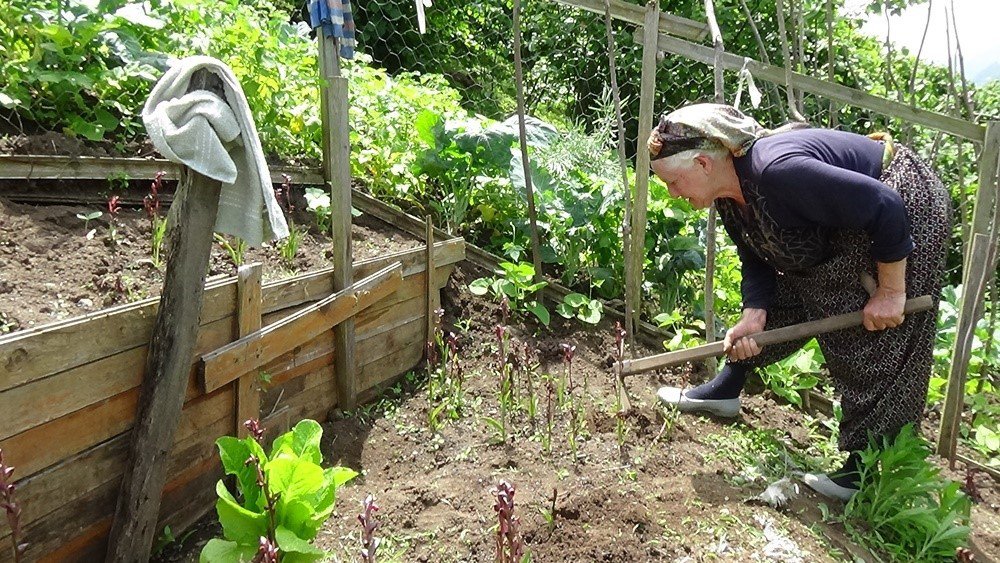 TRABZON'UN ŞALPAZARI İLÇESİNDE 2020 YILINDA FINDIĞA ALTERNATİF GELİR KAYNAĞI OLUŞTURMAK AMACIYLA DİKİLEN SALEP FİDELERİNDEN İLK HASAT YAPILDI
