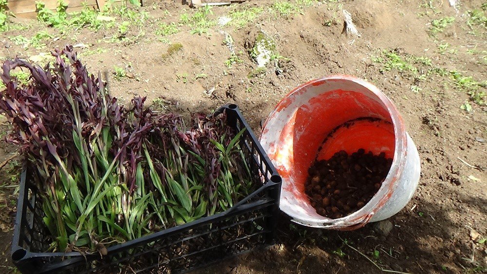 TRABZON'UN ŞALPAZARI İLÇESİNDE 2020 YILINDA FINDIĞA ALTERNATİF GELİR KAYNAĞI OLUŞTURMAK AMACIYLA DİKİLEN SALEP FİDELERİNDEN İLK HASAT YAPILDI