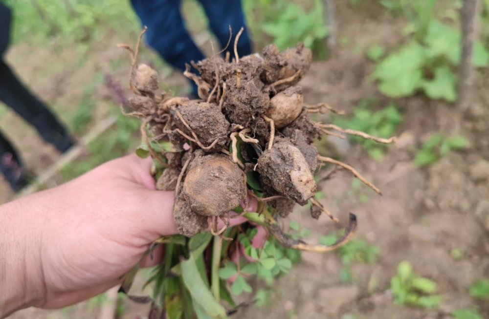 TRABZON'UN ŞALPAZARI İLÇESİNDE 2020 YILINDA FINDIĞA ALTERNATİF GELİR KAYNAĞI OLUŞTURMAK AMACIYLA DİKİLEN SALEP FİDELERİNDEN İLK HASAT YAPILDI