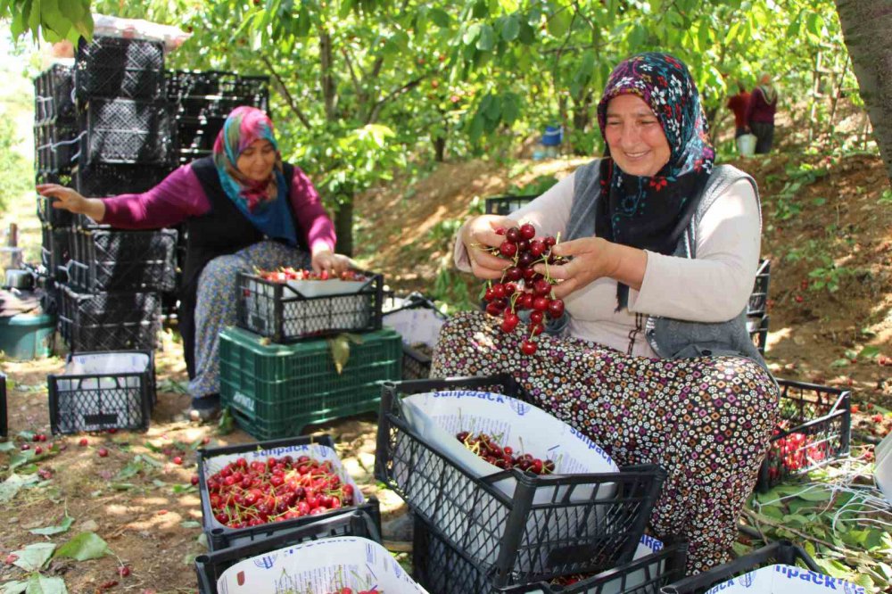 ANADOLU'NUN ELMASIYLA ÜNLÜ ŞEHRİ AMASYA'DA BU YIL DALLARI KİRAZ BASTI. BU YIL 52 BİN TONA YAKIN KİRAZ REKOLTESİ BEKLENEN MEYVE DİYARI AMASYA ÜRETİMDE TÜRKİYE GENELİNDE 3. SIRAYA YÜKSELDİ