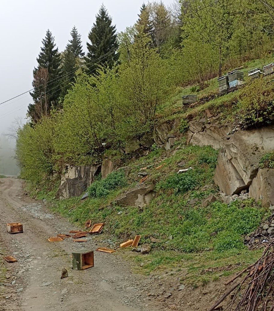 TRABZON'UN ŞALPAZARI İLÇESİNDE ARTAN AYI SALDIRILARI VATANDAŞLARI TEDİRGİN EDİYOR. MAHALLEYE İNEN AYILAR ARI KOVANLARINA, BÜYÜK VE KÜÇÜKBAŞ HAYVANLARA SALDIRIRKEN, EVLERE İSE ZARAR VERİYOR