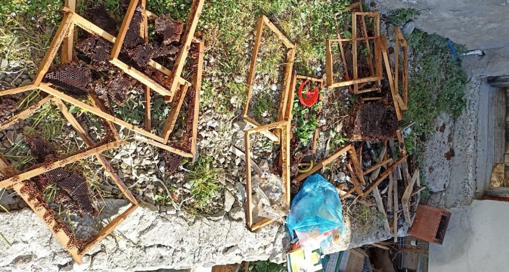 TRABZON'UN ŞALPAZARI İLÇESİNDE ARTAN AYI SALDIRILARI VATANDAŞLARI TEDİRGİN EDİYOR. MAHALLEYE İNEN AYILAR ARI KOVANLARINA, BÜYÜK VE KÜÇÜKBAŞ HAYVANLARA SALDIRIRKEN, EVLERE İSE ZARAR VERİYOR