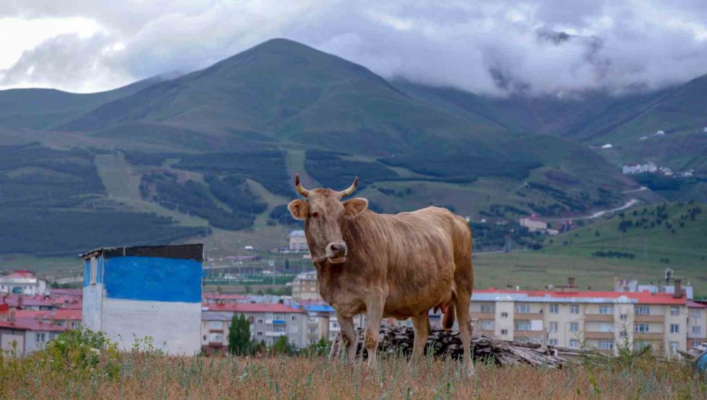ERZURUM'DA HEMEN HEMEN BİR AYDIR KESİNTİSİZ DEVAM EDEN YAĞIŞLAR KARTPOSTALLIK GÖRÜNTÜLERİN ORTAYA ÇIKMASINA SEBEP OLDU