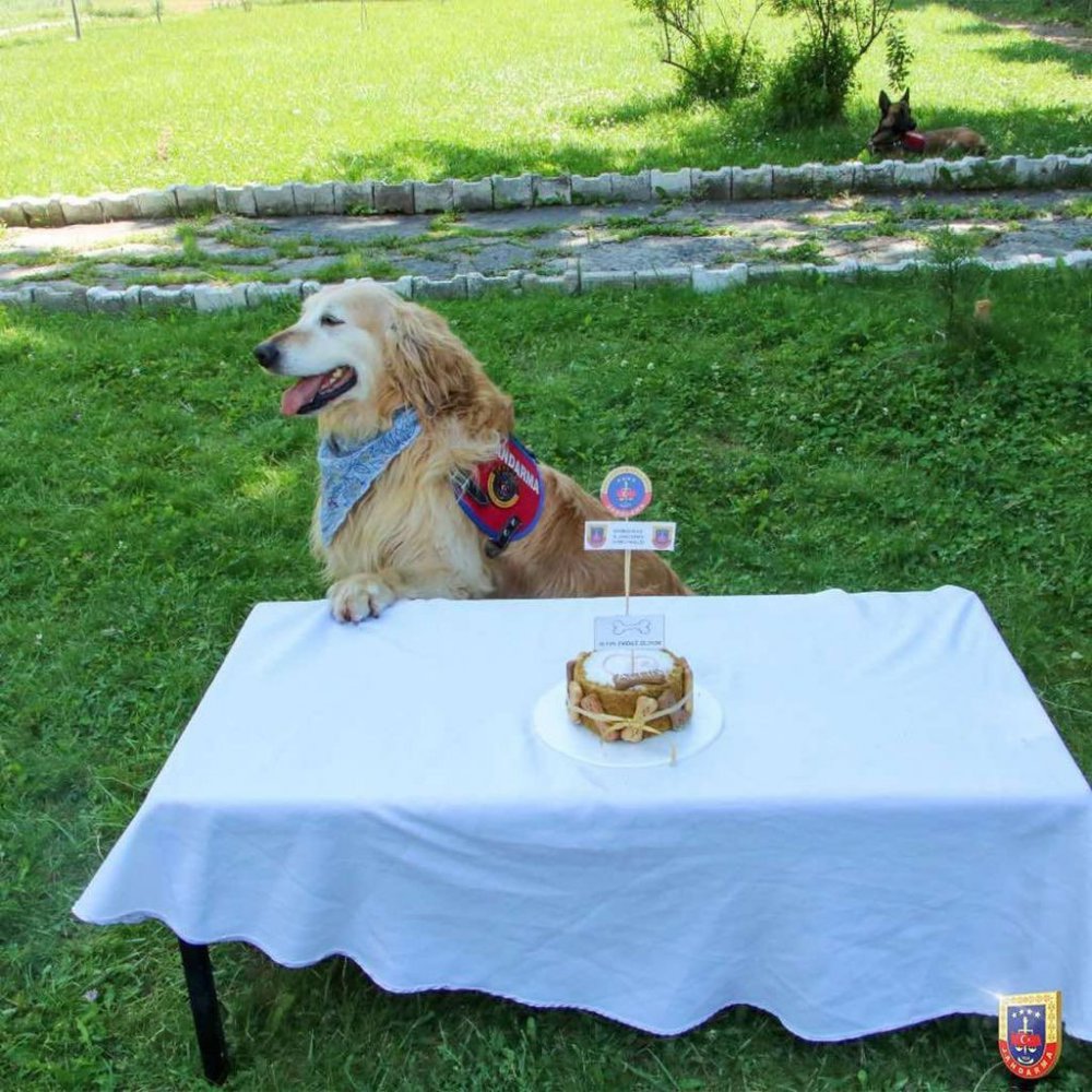 GÜMÜŞHANE'DE İL JANDARMA KOMUTANLIĞI EMRİNDE GÖREV YAPAN UYUŞTURUCU ARAMA KÖPEĞİ "ALTIN" YAŞ PASTA KESİLEREK EMEKLİ EDİLDİ