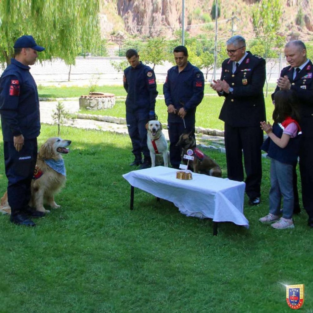 GÜMÜŞHANE'DE İL JANDARMA KOMUTANLIĞI EMRİNDE GÖREV YAPAN UYUŞTURUCU ARAMA KÖPEĞİ "ALTIN" YAŞ PASTA KESİLEREK EMEKLİ EDİLDİ