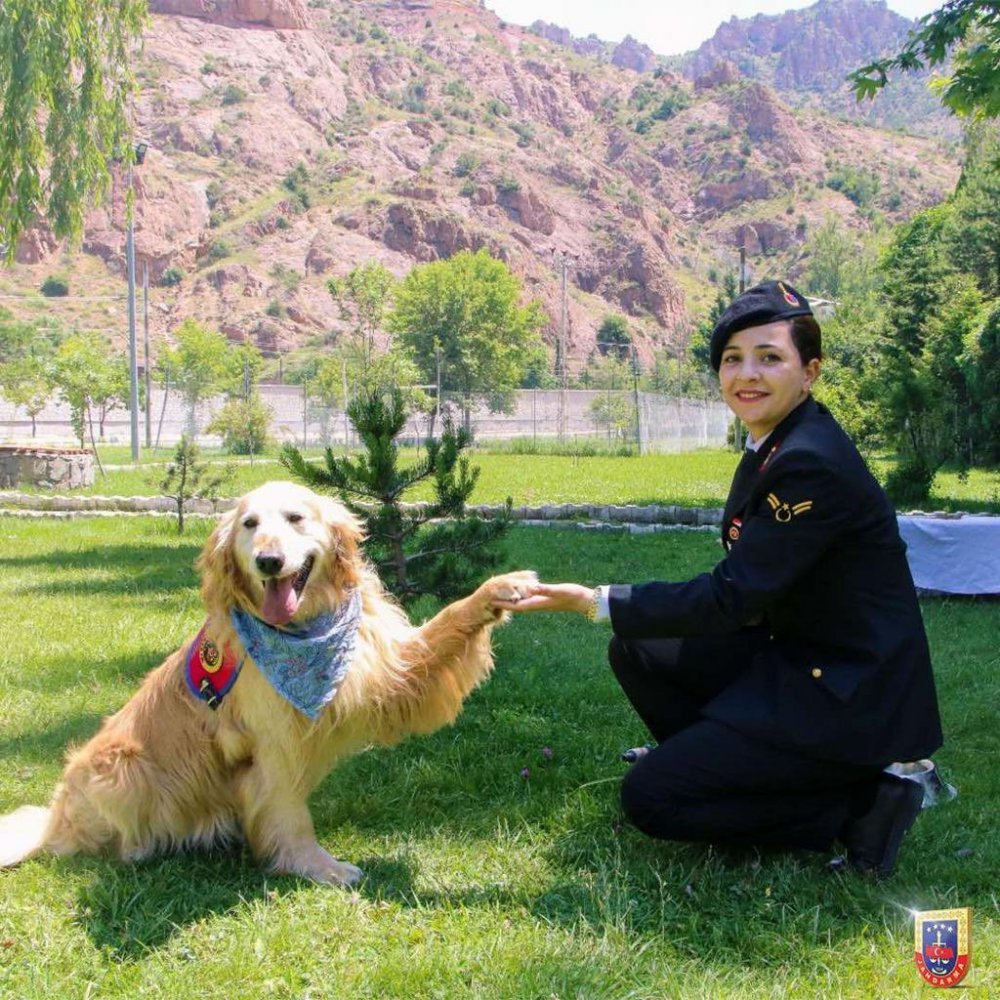 GÜMÜŞHANE'DE İL JANDARMA KOMUTANLIĞI EMRİNDE GÖREV YAPAN UYUŞTURUCU ARAMA KÖPEĞİ "ALTIN" YAŞ PASTA KESİLEREK EMEKLİ EDİLDİ