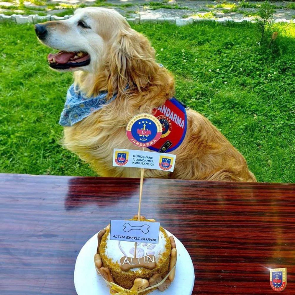 GÜMÜŞHANE'DE İL JANDARMA KOMUTANLIĞI EMRİNDE GÖREV YAPAN UYUŞTURUCU ARAMA KÖPEĞİ "ALTIN" YAŞ PASTA KESİLEREK EMEKLİ EDİLDİ