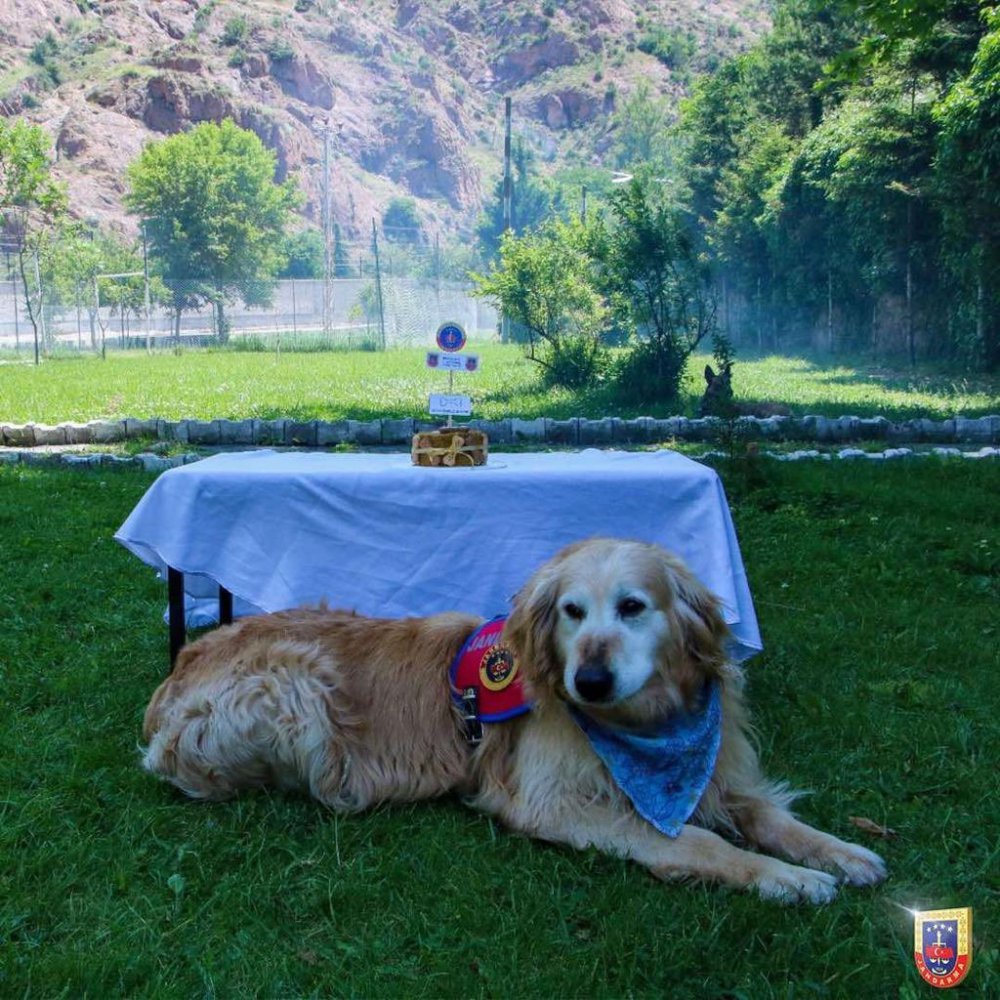 GÜMÜŞHANE'DE İL JANDARMA KOMUTANLIĞI EMRİNDE GÖREV YAPAN UYUŞTURUCU ARAMA KÖPEĞİ "ALTIN" YAŞ PASTA KESİLEREK EMEKLİ EDİLDİ