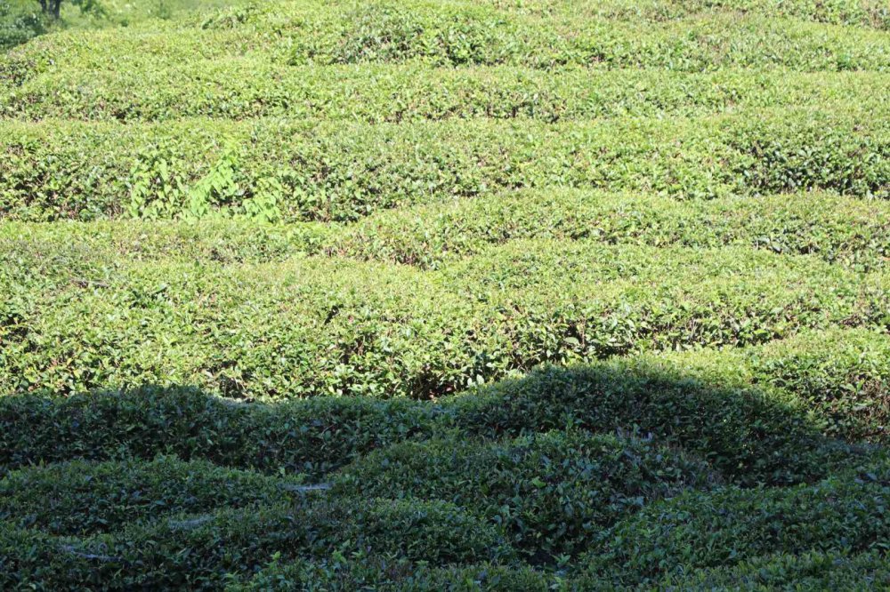 ÇAYÜDAD BAŞKANI MUSTAFA MAVİ;ÖZEL SEKTÖR ÇAY FABRİKALARI CUMHURBAŞKANI RECEP TAYYİP ERDOĞAN TARAFINDAN AÇIKLANAN YAŞ ÇAY YAŞ ÇAY TABAN FİYATIN ALTINA İNMEYİNCE ÇAY ÜRETİCİLERİ ÇAYLARINI DAHA ÇOK ÖZEL SEKTÖR FİRMALARINA VERDİ