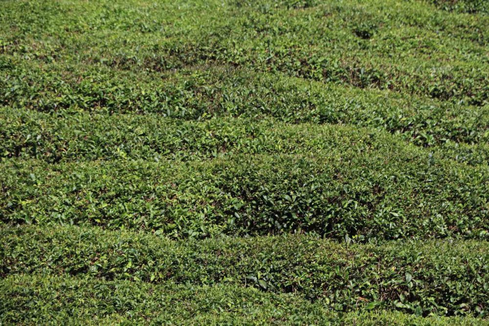 ÇAYÜDAD BAŞKANI MUSTAFA MAVİ;ÖZEL SEKTÖR ÇAY FABRİKALARI CUMHURBAŞKANI RECEP TAYYİP ERDOĞAN TARAFINDAN AÇIKLANAN YAŞ ÇAY YAŞ ÇAY TABAN FİYATIN ALTINA İNMEYİNCE ÇAY ÜRETİCİLERİ ÇAYLARINI DAHA ÇOK ÖZEL SEKTÖR FİRMALARINA VERDİ