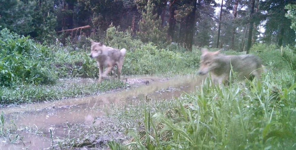 ARTVİN'İN ŞAVŞAT İLÇESİNDE ORMANDA KURT SÜRÜSÜ GÖRÜNTÜLENDİ. PEŞ PEŞE KAMERAYA YANSIYAN KURTLAR, YİYECEK İÇİN ORMANLIK ALANA DOĞRU İLERLEDİ