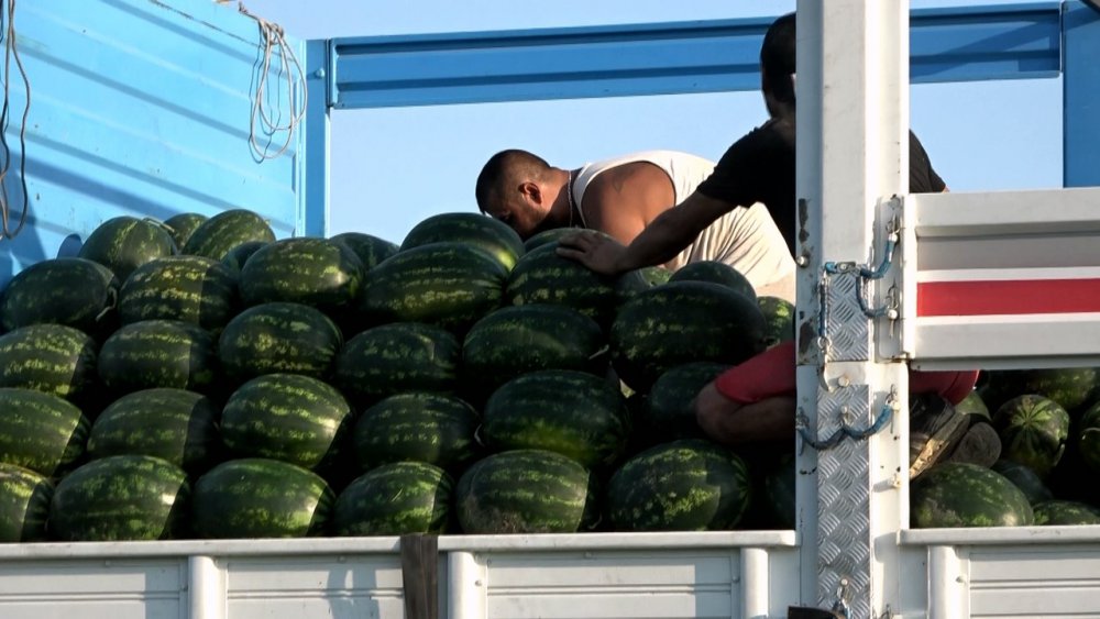 BAFRA KARPUZU RAFLARA YERİNİ ALMAYA BAŞLADI. SAMSUN'UN BAFRA İLÇESİNDE YAKLAŞIK 20 BİN DEKAR ALANDA EKİMİ YAPILAN KARPUZ, ÜRETİCİNİN YÜZÜNÜ GÜLDÜRÜYOR