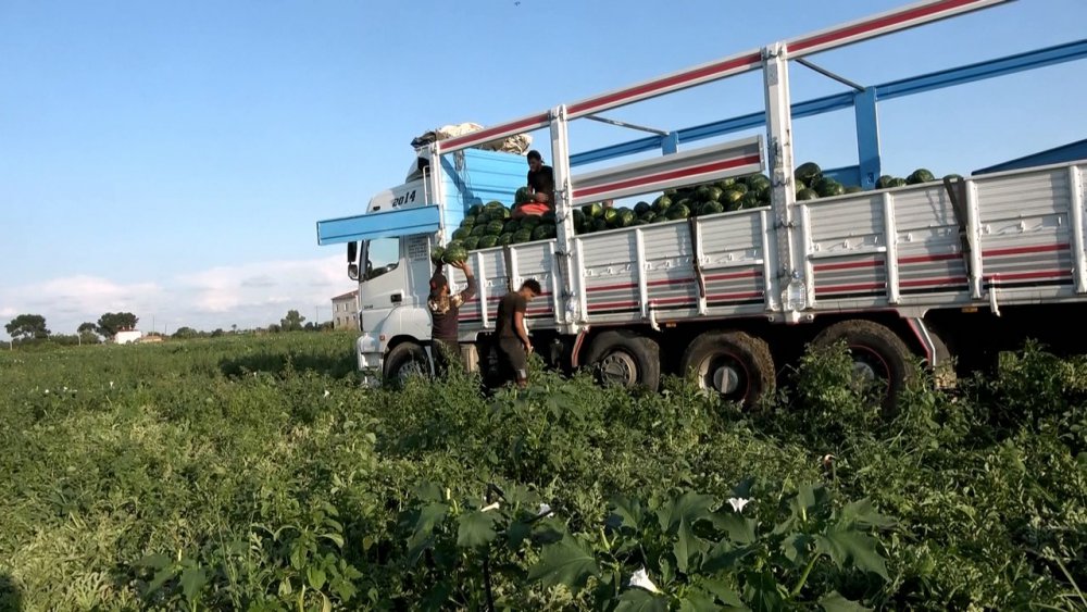 BAFRA KARPUZU RAFLARA YERİNİ ALMAYA BAŞLADI. SAMSUN'UN BAFRA İLÇESİNDE YAKLAŞIK 20 BİN DEKAR ALANDA EKİMİ YAPILAN KARPUZ, ÜRETİCİNİN YÜZÜNÜ GÜLDÜRÜYOR