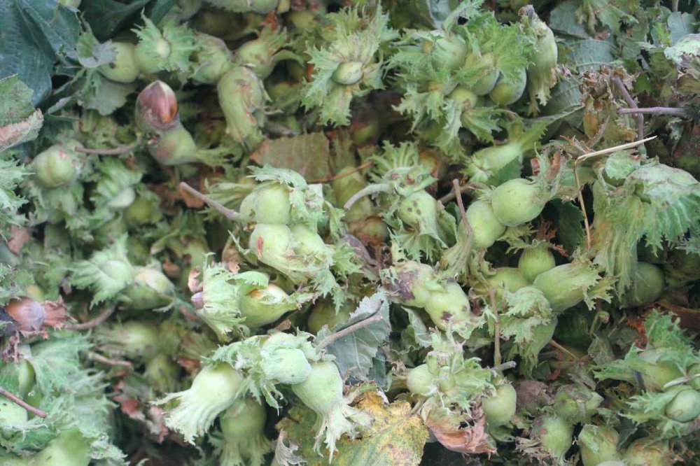 ORDULU ÜRETİCİLER, KARADENİZ SAHİL YOLU KENARLARINDA KURDUKLARI TEZGAHLARDA YAŞ FINDIĞIN KİLOGRAMINI 60 LİRADAN SATIŞA BAŞLADI