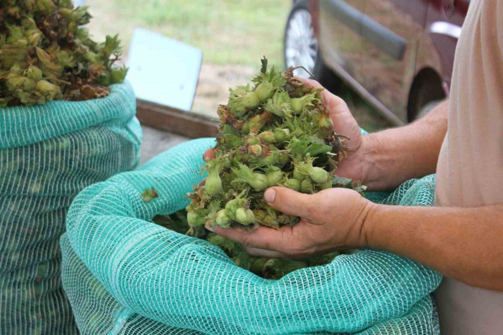 ORDULU ÜRETİCİLER, KARADENİZ SAHİL YOLU KENARLARINDA KURDUKLARI TEZGAHLARDA YAŞ FINDIĞIN KİLOGRAMINI 60 LİRADAN SATIŞA BAŞLADI