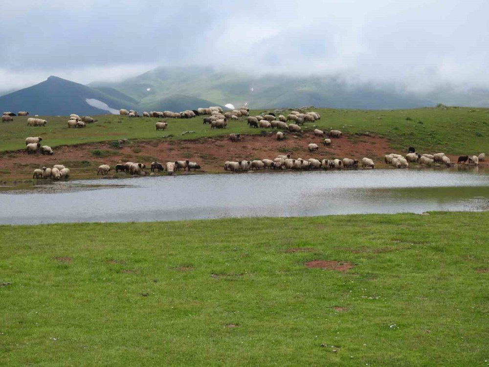 GİRESUN İL TARIM VE ORMAN MÜDÜRLÜĞÜ TARAFINDAN UYGULAMAYA KONULAN MERA ISLAH PROJESİ İLE HAYVAN BİRİMİNDE ARTIŞ SAĞLANARAK, ET VE SÜT VERİMİNİ DE OLUMLU ETKİLEDİĞİ BELİRTİLDİ
