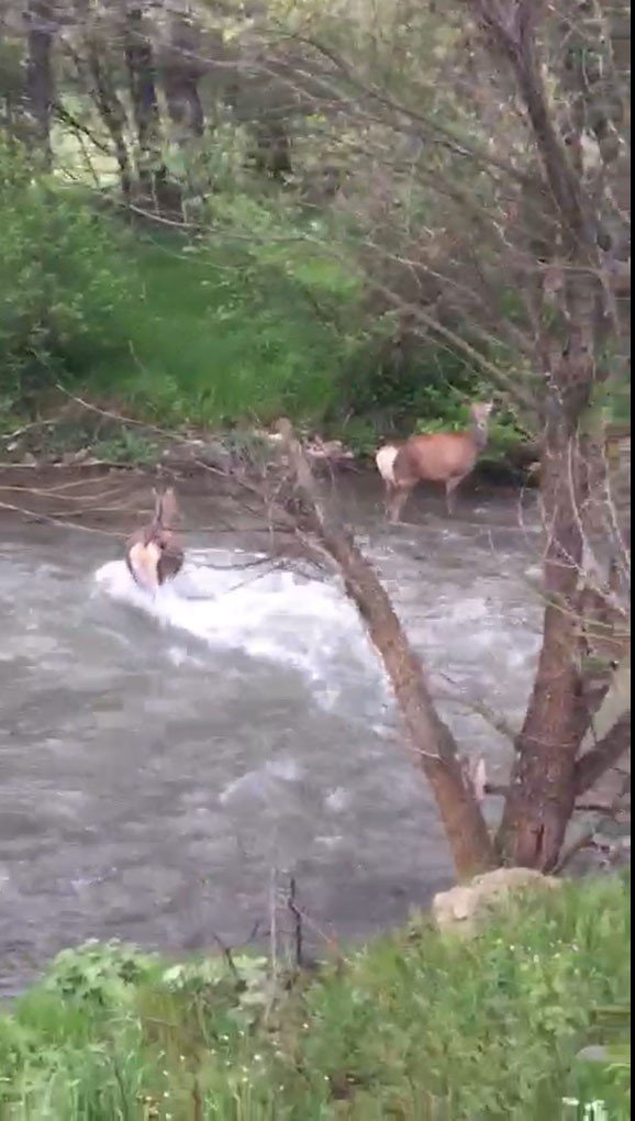 TÜRKİYE'NİN EN BÜYÜK KARA MEMELİSİNDEN BİRİ OLAN KIZIL GEYİKLERİN SAYISI GİRESUN'UN ALUCRA İLÇESİ KIRSALINDA ARTMAYA BAŞLADI
