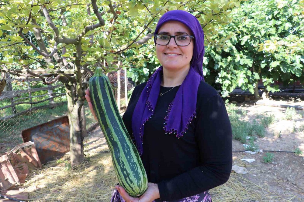 AMASYA'NIN TAŞOVA İLÇESİNDE YETİŞEN 70 SANTİM UZUNLUĞUNDAKİ KABAK, GÖRENLERİ ŞAŞKINA ÇEVİRDİ