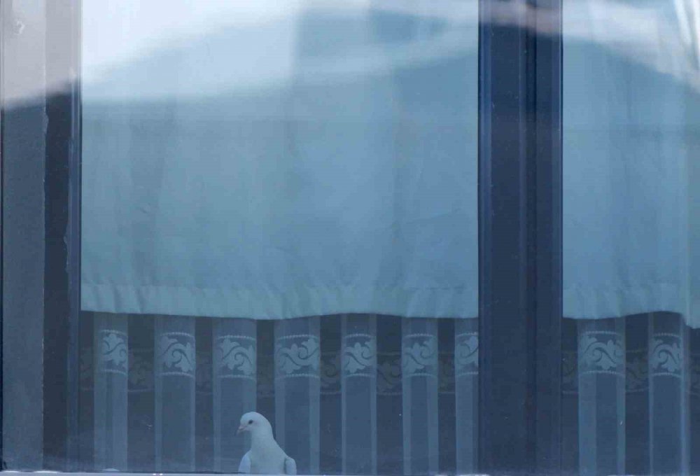 ERZURUM'DA DÜĞÜNDE GELİN VE DAMADIN UÇURDUĞU BEYAZ GÜVERCİNLER İKİ GÜN BOYUNCA APARTMANIN ÜÇÜNCÜ KATINDA BİR EVİN CAMININ ÖNÜNDEKİ BOŞLUKTA MAHSUR KALDI.GÜVERCİNLER,İHBAR ÜZERİNE GELEN İTFAİYE PERSONELİ TARAFINDAN KURTARILDI