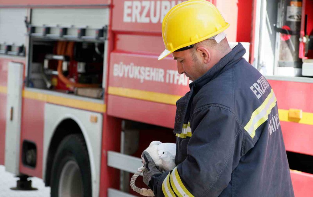 ERZURUM'DA DÜĞÜNDE GELİN VE DAMADIN UÇURDUĞU BEYAZ GÜVERCİNLER İKİ GÜN BOYUNCA APARTMANIN ÜÇÜNCÜ KATINDA BİR EVİN CAMININ ÖNÜNDEKİ BOŞLUKTA MAHSUR KALDI.GÜVERCİNLER,İHBAR ÜZERİNE GELEN İTFAİYE PERSONELİ TARAFINDAN KURTARILDI