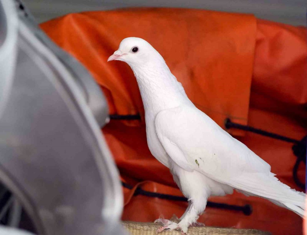 ERZURUM'DA DÜĞÜNDE GELİN VE DAMADIN UÇURDUĞU BEYAZ GÜVERCİNLER İKİ GÜN BOYUNCA APARTMANIN ÜÇÜNCÜ KATINDA BİR EVİN CAMININ ÖNÜNDEKİ BOŞLUKTA MAHSUR KALDI.GÜVERCİNLER,İHBAR ÜZERİNE GELEN İTFAİYE PERSONELİ TARAFINDAN KURTARILDI