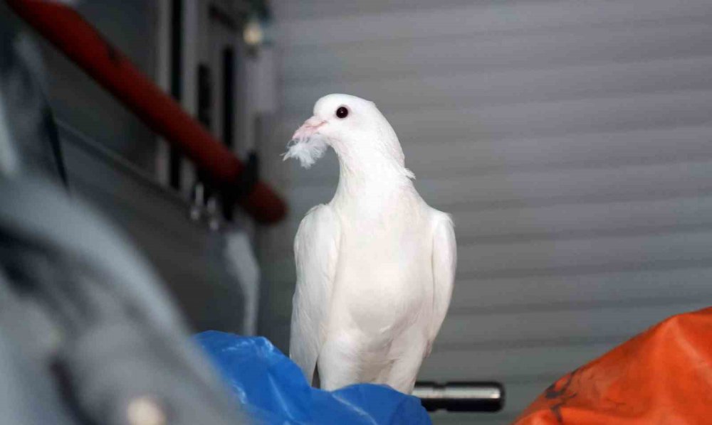ERZURUM'DA DÜĞÜNDE GELİN VE DAMADIN UÇURDUĞU BEYAZ GÜVERCİNLER İKİ GÜN BOYUNCA APARTMANIN ÜÇÜNCÜ KATINDA BİR EVİN CAMININ ÖNÜNDEKİ BOŞLUKTA MAHSUR KALDI.GÜVERCİNLER,İHBAR ÜZERİNE GELEN İTFAİYE PERSONELİ TARAFINDAN KURTARILDI