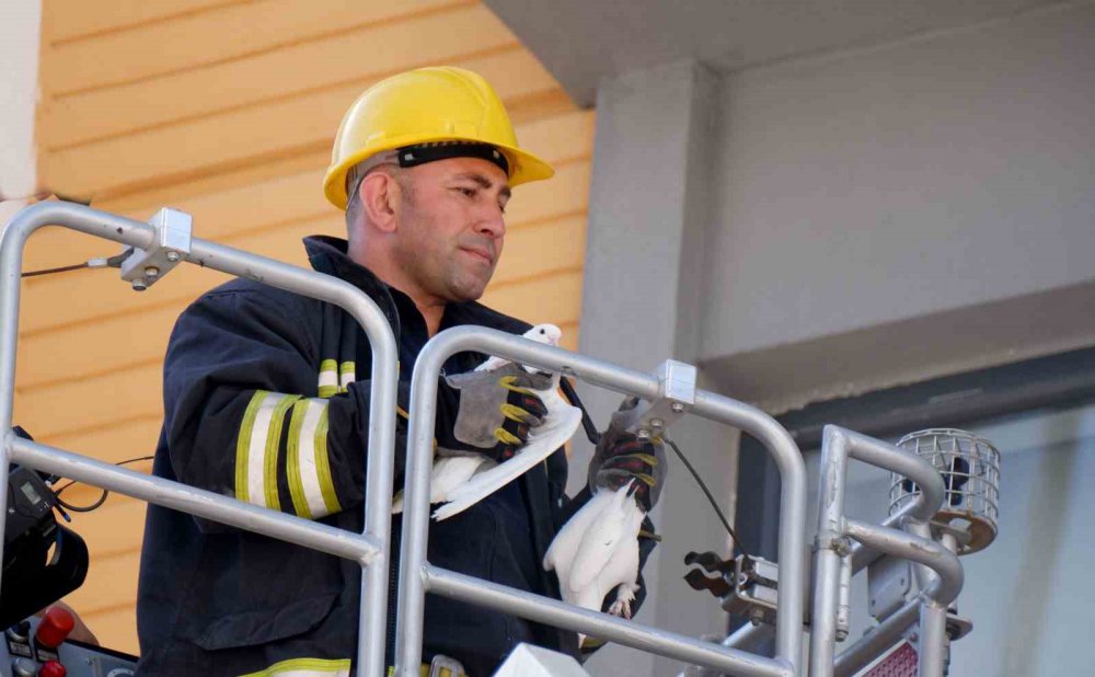 ERZURUM'DA DÜĞÜNDE GELİN VE DAMADIN UÇURDUĞU BEYAZ GÜVERCİNLER İKİ GÜN BOYUNCA APARTMANIN ÜÇÜNCÜ KATINDA BİR EVİN CAMININ ÖNÜNDEKİ BOŞLUKTA MAHSUR KALDI.GÜVERCİNLER,İHBAR ÜZERİNE GELEN İTFAİYE PERSONELİ TARAFINDAN KURTARILDI