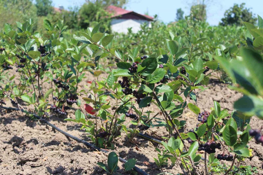 SAMSUN'UN ÇARŞAMBA OVASI'NDA GELECEĞİN GÖZDE MEYVESİ ARONYA YETİŞTİRİCİLİĞİ YAYGINLAŞIYOR