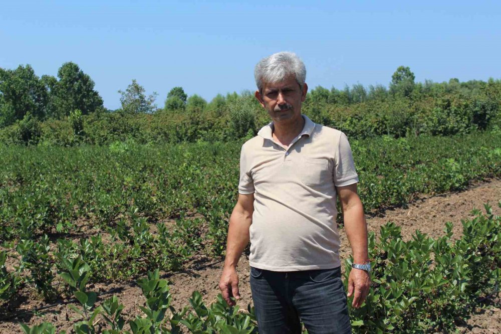 SAMSUN'UN ÇARŞAMBA OVASI'NDA GELECEĞİN GÖZDE MEYVESİ ARONYA YETİŞTİRİCİLİĞİ YAYGINLAŞIYOR